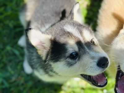 Pomsky-inu puppies