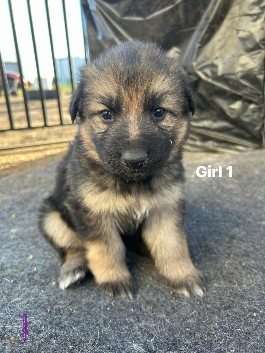 German Shepard Puppies