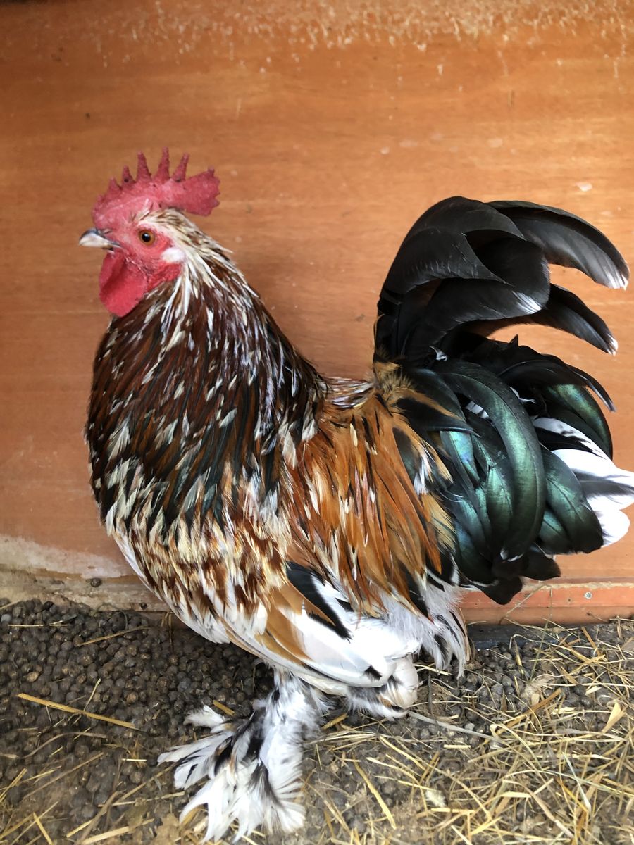 Beautiful bantam  cockerel
