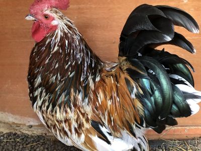 Beautiful bantam cockerel