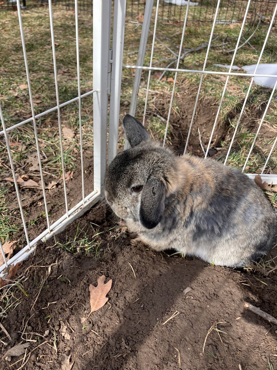 Cute female holland lop netherland dwarf mix
