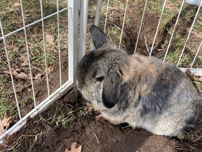 Cute female holland lop netherland dwarf mix