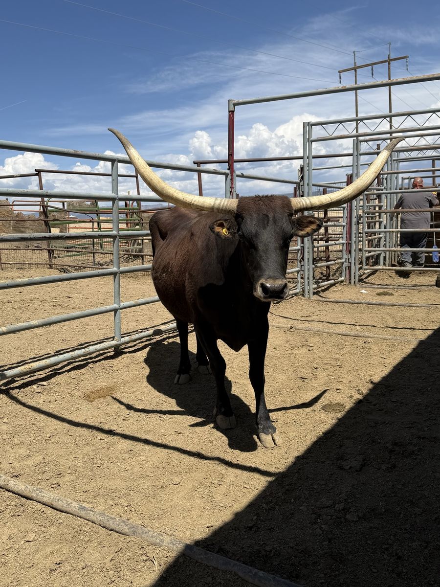 Long horn cow