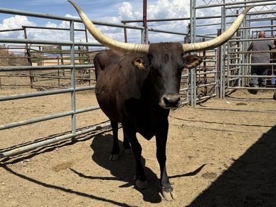 Long horn cow