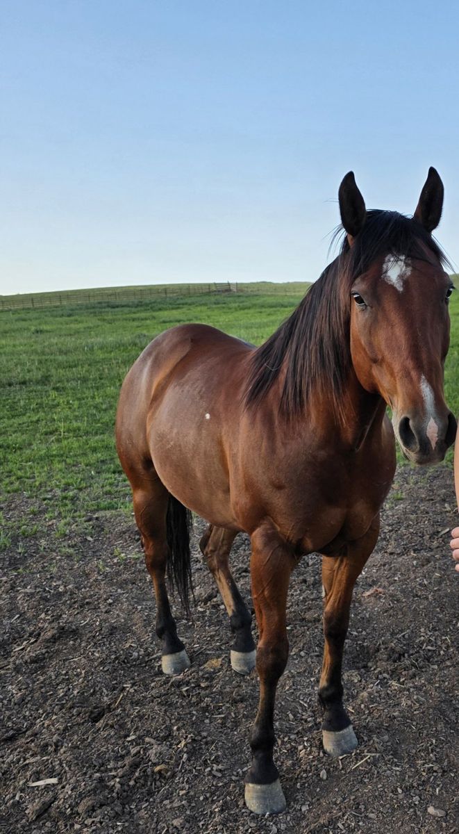 8yr AQHA Bay Gelding Ranch Horse - 15h