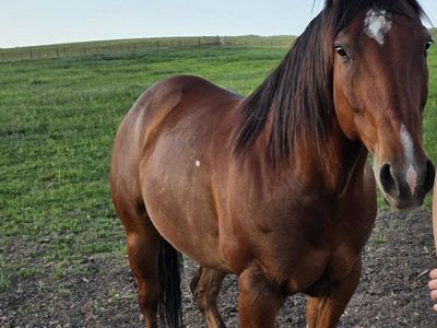 8yr AQHA Bay Gelding Ranch Horse - 15h