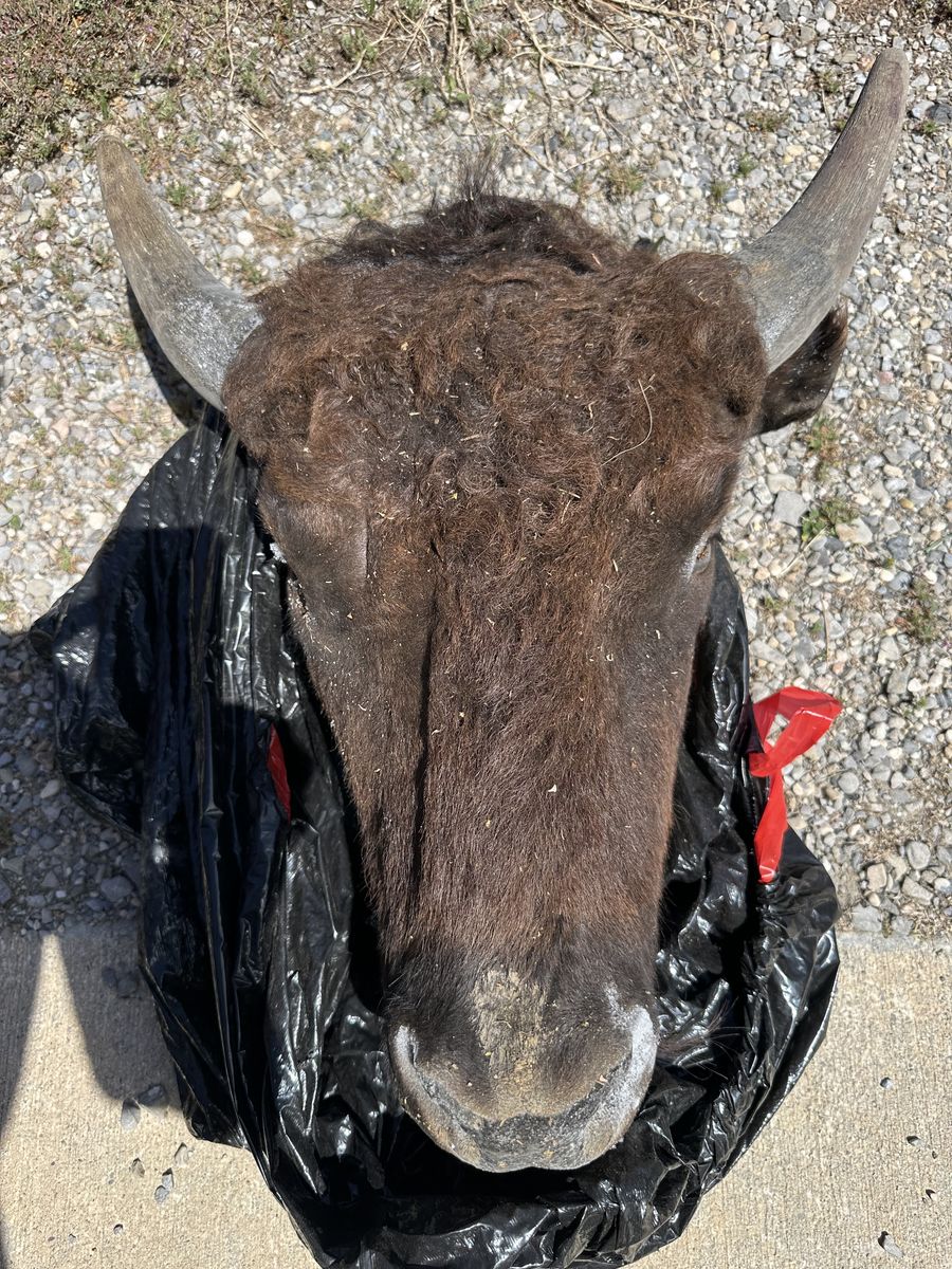 Yearling Bison Head/Skull