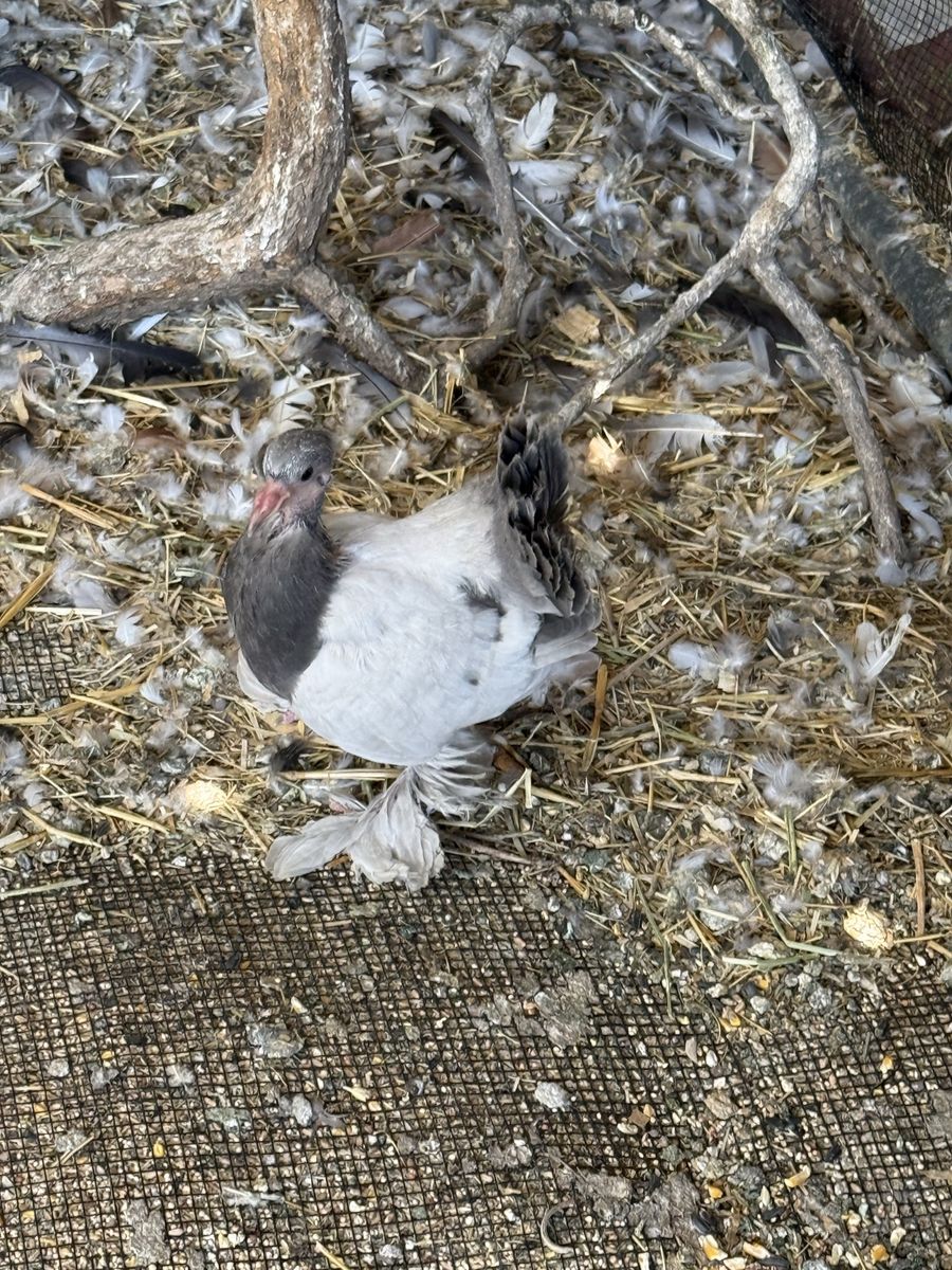 Fantail pigeons for sale