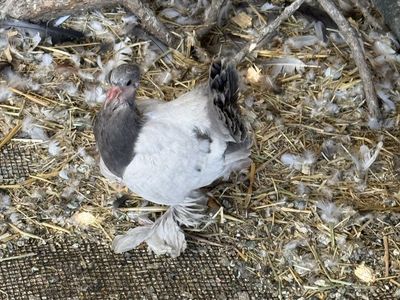 Fantail pigeons for sale