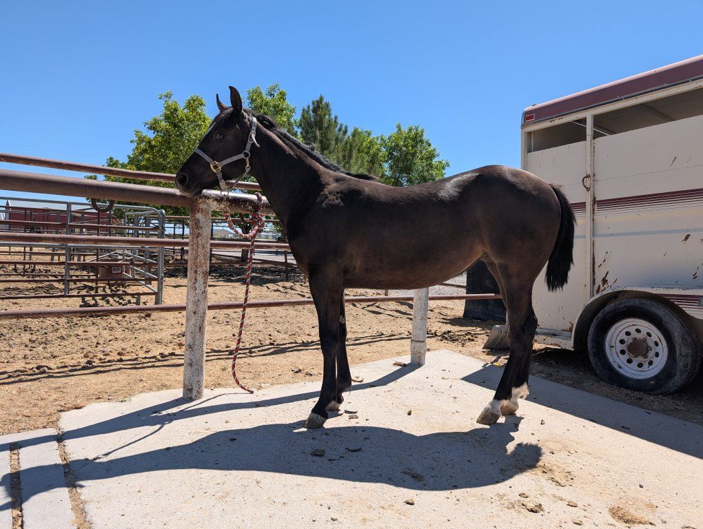 Yearling Filly--Reining/Cow Cross