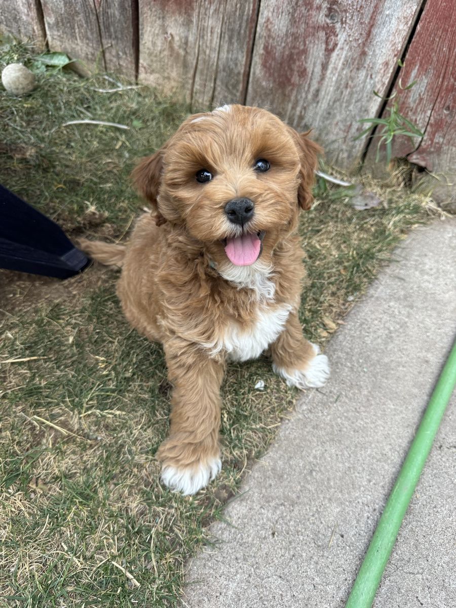 Goldendoodles Ready Now!! Training started!