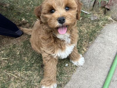 Goldendoodles Ready Now!! Training started!