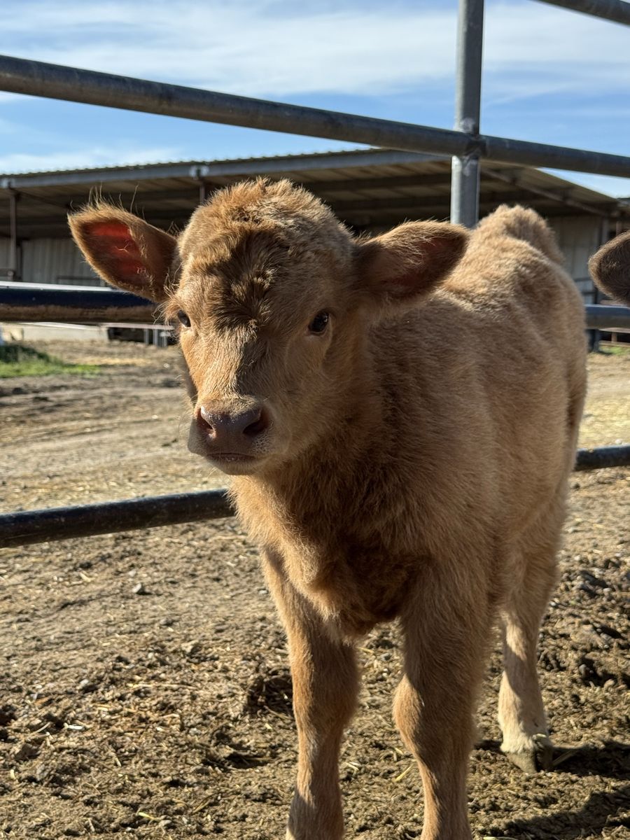 Mini/Mid Highland Heifer