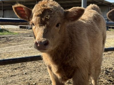 Mini/Mid Highland Heifer