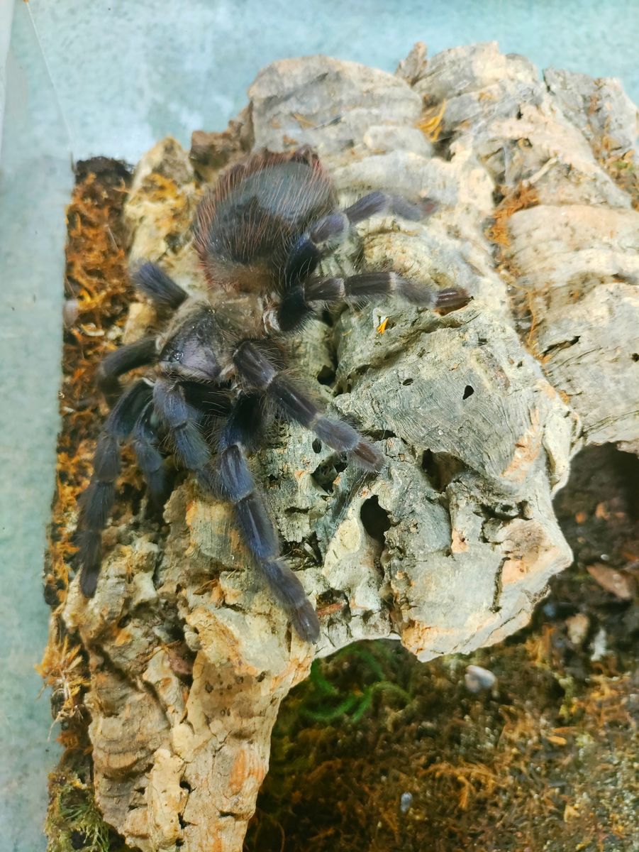 Tarantula P. Sazmi