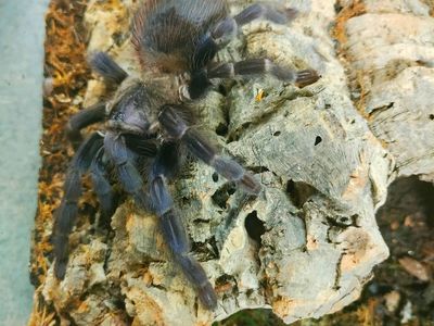 Tarantula P. Sazmi