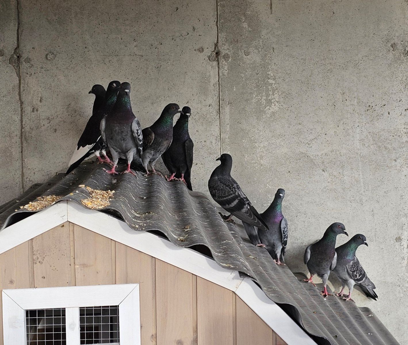 lots of feral Pigeons and bird launcher available.