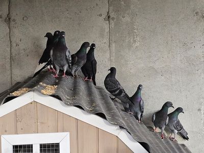 lots of feral Pigeons and bird launcher available.