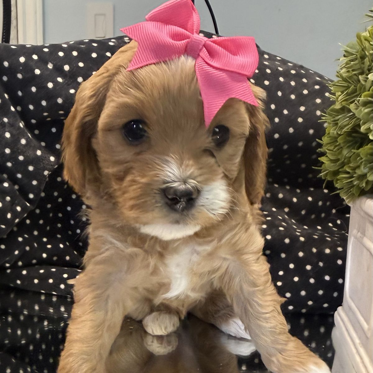 Mini Golden Cavapoo Puppies – Beautiful Colors