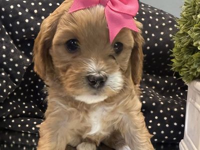Mini Golden Cavapoo Puppies – Beautiful Colors