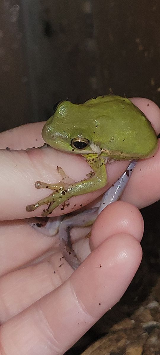 Adorable 2" Green Tree Frog