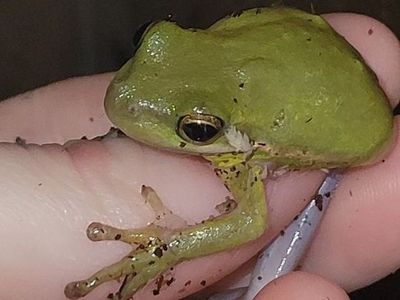 Adorable 2" Green Tree Frog