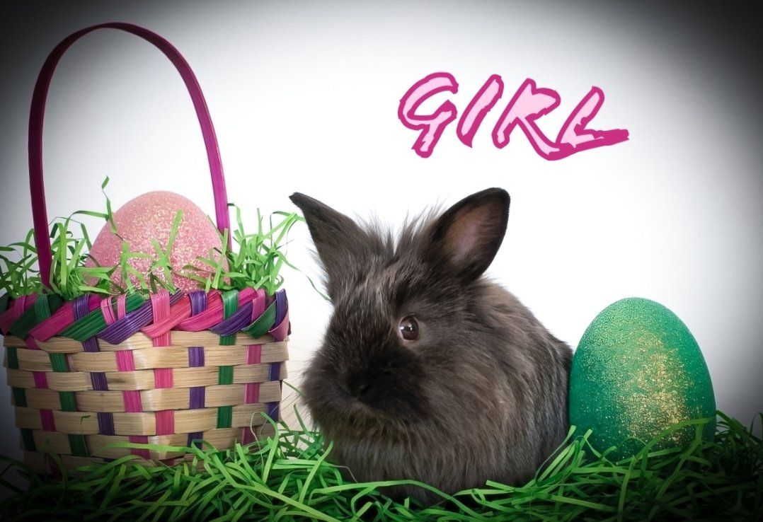 Lionhead mix bunnies for sale