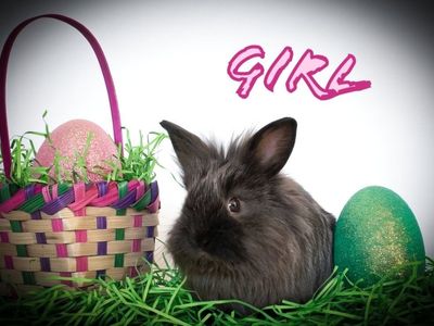 Lionhead mix bunnies for sale