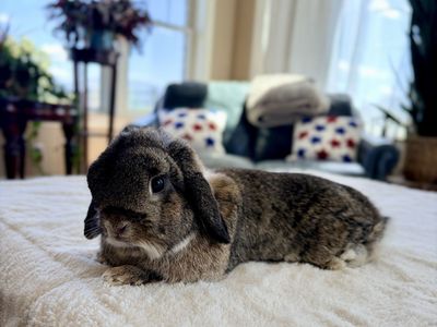 Proven Holland Lop Doe