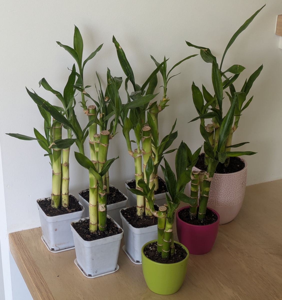 Lucky bamboo house plants