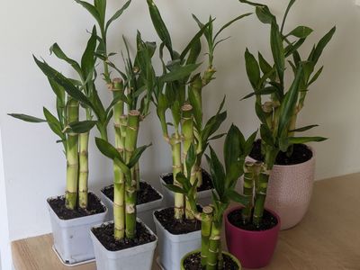 Lucky bamboo house plants