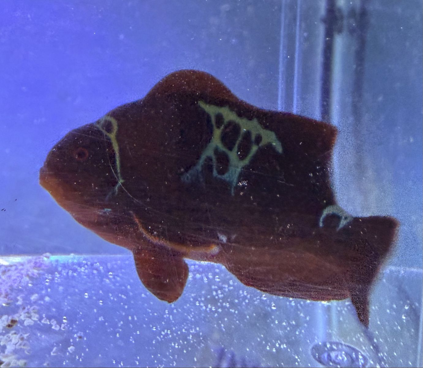 Lightning Maroon Clownfish 