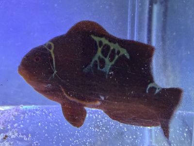 Lightning Maroon Clownfish