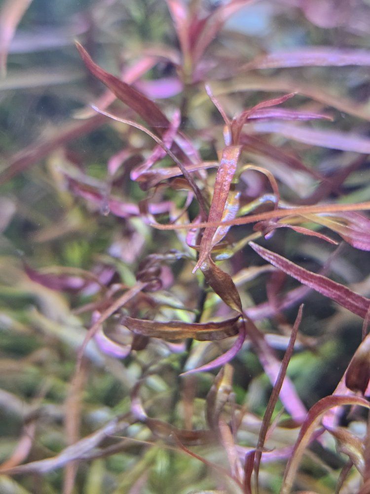 Aquarium Plant Sale:  Ludwigia Arcuata