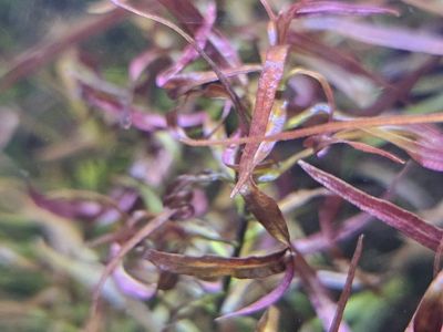 Aquarium Plant Sale: Ludwigia Arcuata