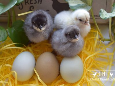 Easter Sale! Silverudds Blue Chicks Preorder