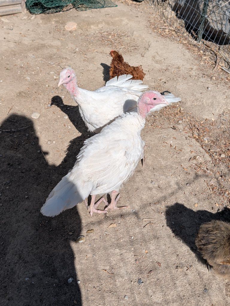 turkeys
