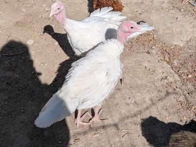 turkeys