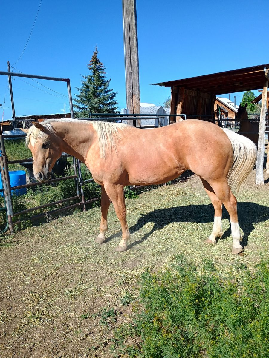 2 year old papered palomino filly
