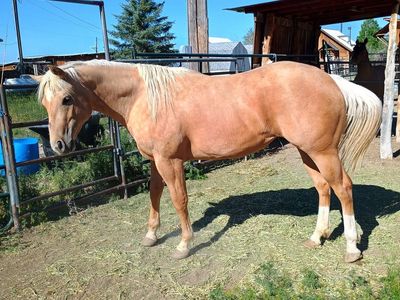 2 year old papered palomino filly