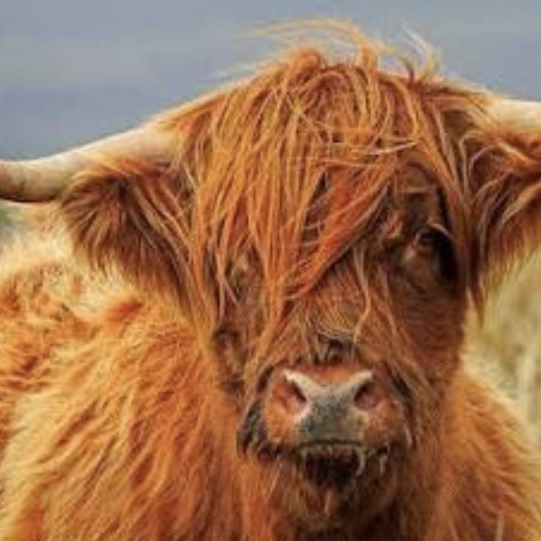Registered Highland Cow