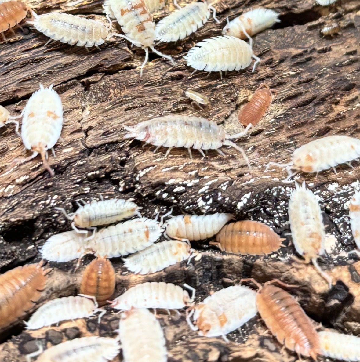 Orange Dalmation Isopods - 100 Count