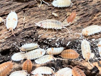 Orange Dalmation Isopods - 100 Count