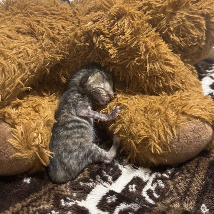 Adorable Newborn Kittens - Seeking Loving Home