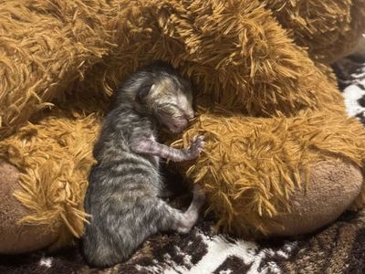 Adorable Newborn Kittens - Seeking Loving Home