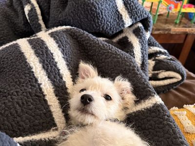 Bichon frise