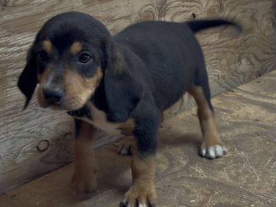 Hightan Hound pup/ Hunting Bear Lion Bobcat