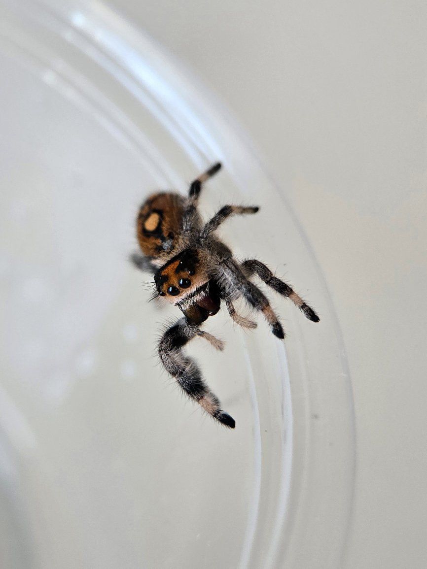 Orange Female Regal Jumping Spider & Full Setup