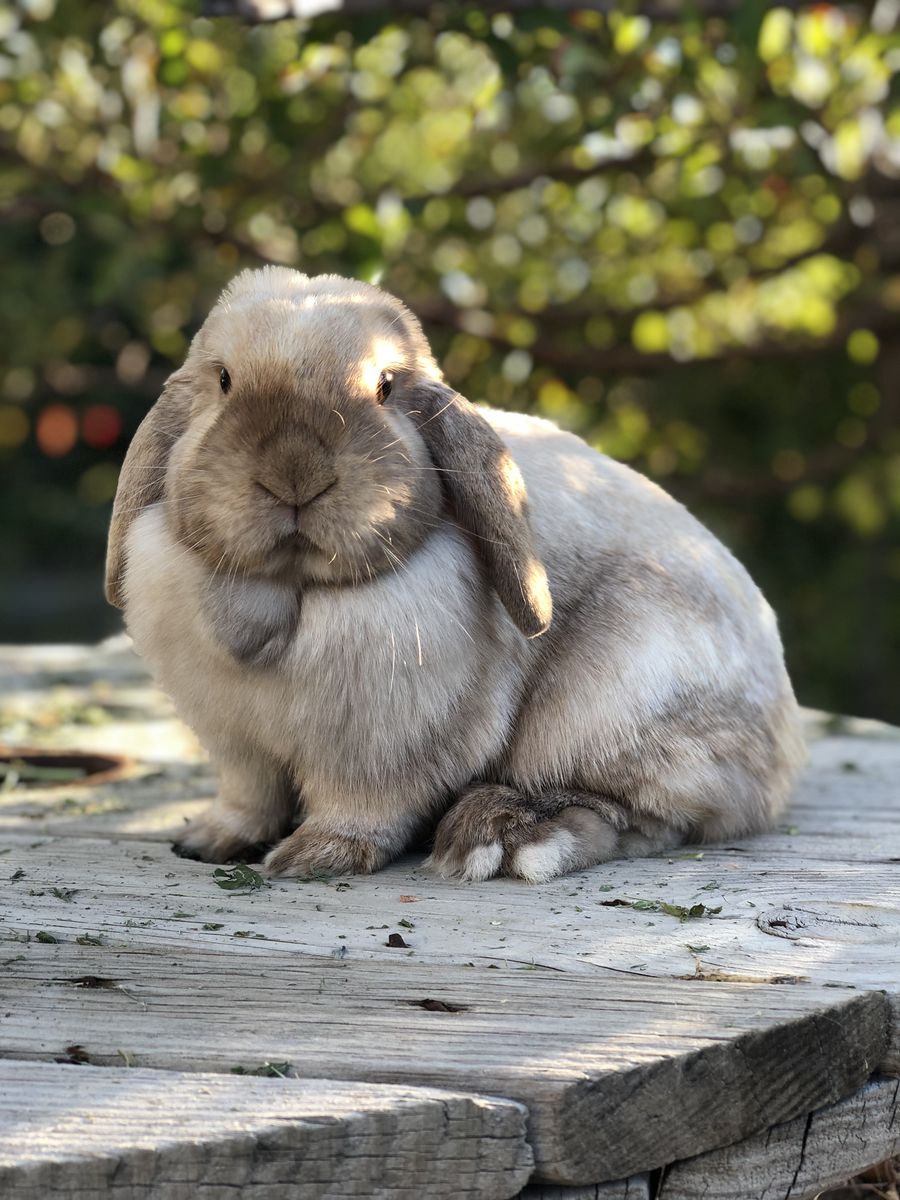 Pedigreed Holland Lop Doe