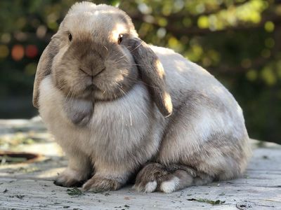 Pedigreed Holland Lop Doe